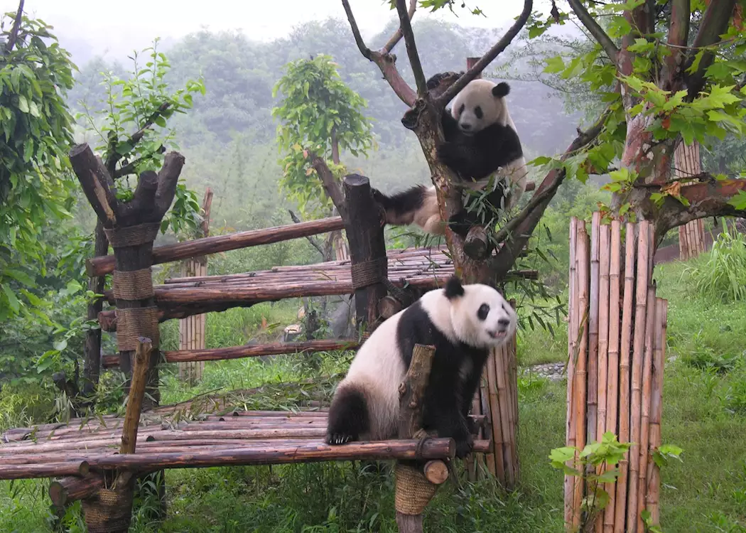 Panda Research Program