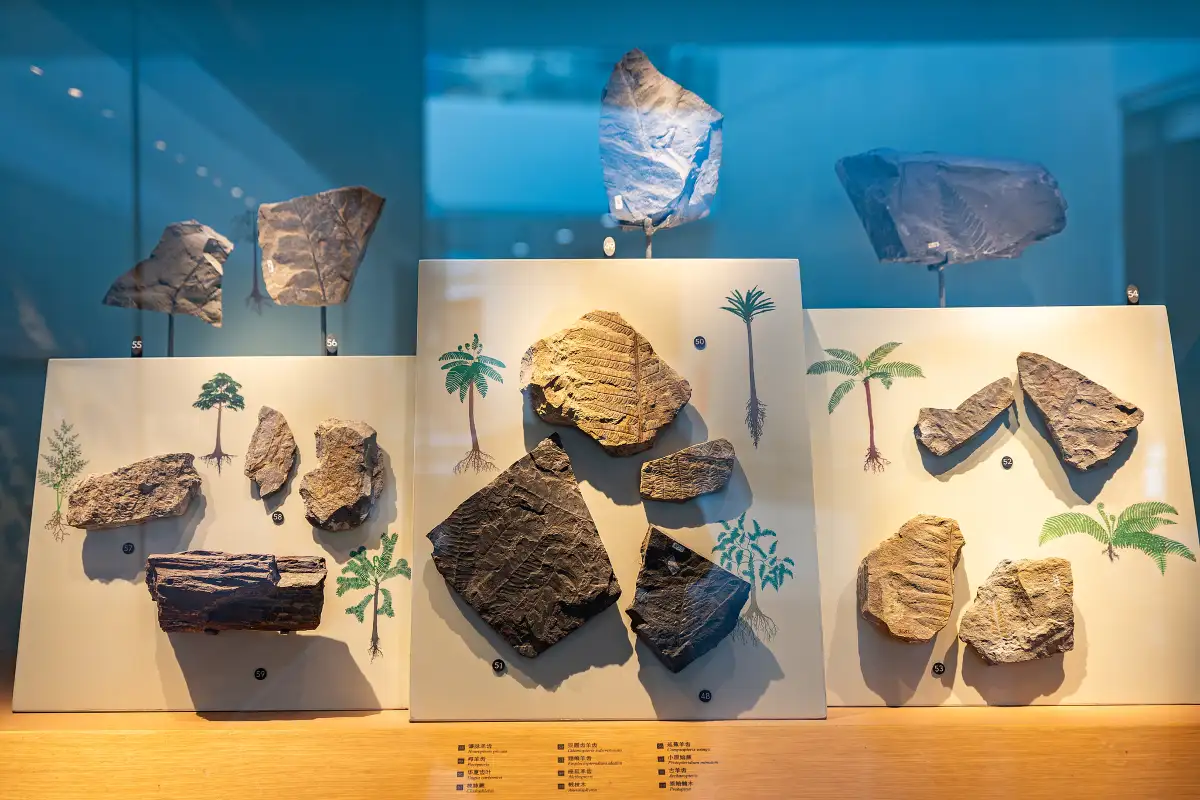 Shanghai Natural History Museum 2