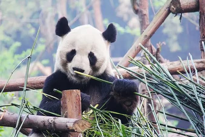 Dujiangyan Panda Valley Chengdu