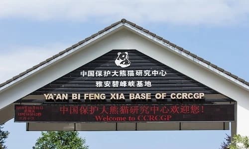 Bifengxia Panda Base