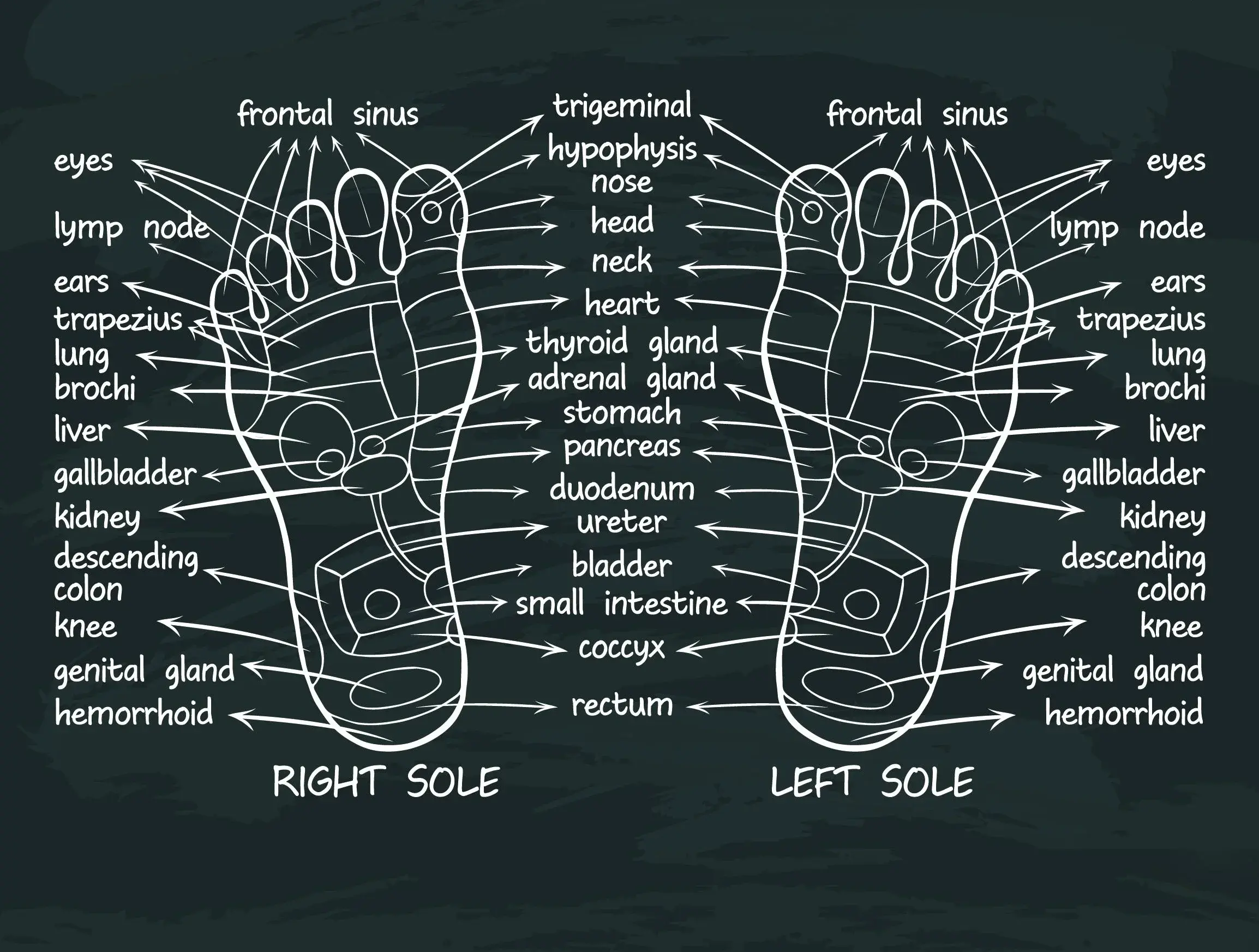 Foot Reflexology