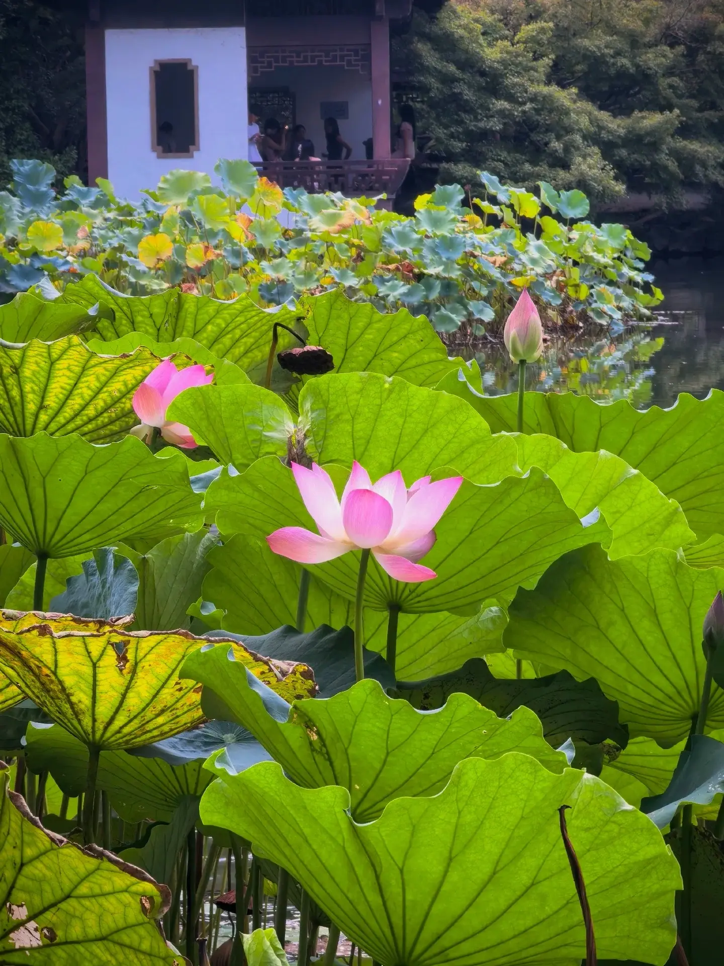 West Lake Quyuan Fenghe (2)