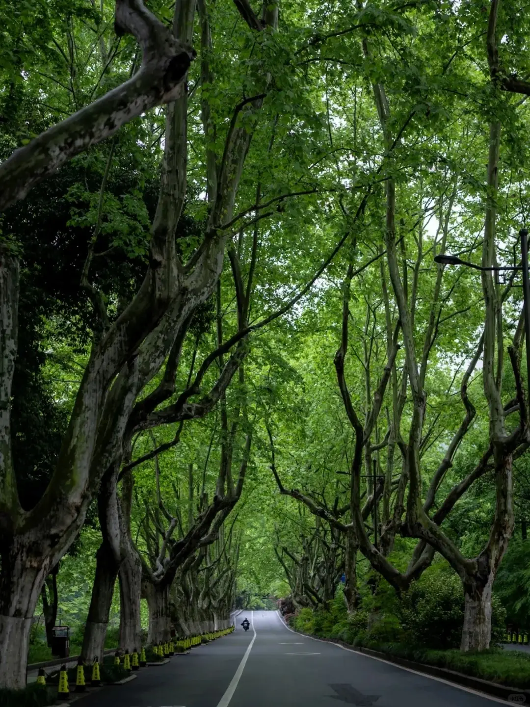 West Lake Yanggong Causeway (1)