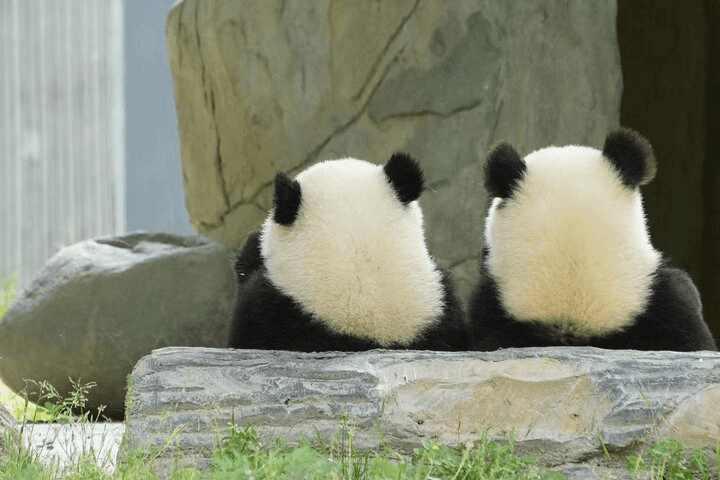 1-Day Chengdu City Tour: Chengdu Panda Research Base, People's Park, and Jinli Ancient Street Exploration