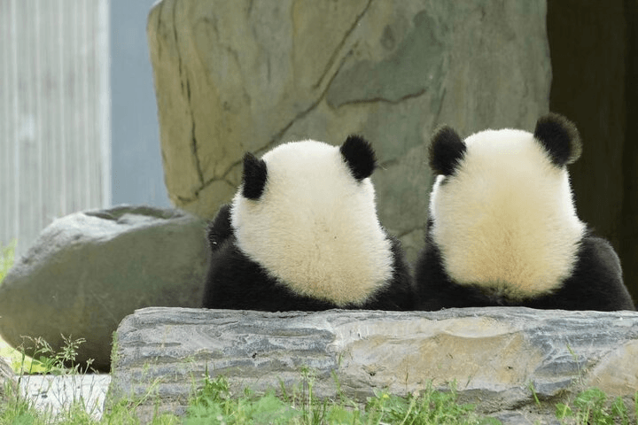 1-Day Chengdu City Tour: Chengdu Panda Research Base, People's Park, and Jinli Ancient Street Exploration