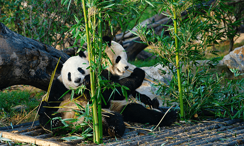 3-Day Chengdu Highlights: Panda, UNESCO Heritage & Qingcheng Mountain