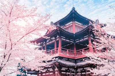 Qinglong Temple Cherry Blossoms