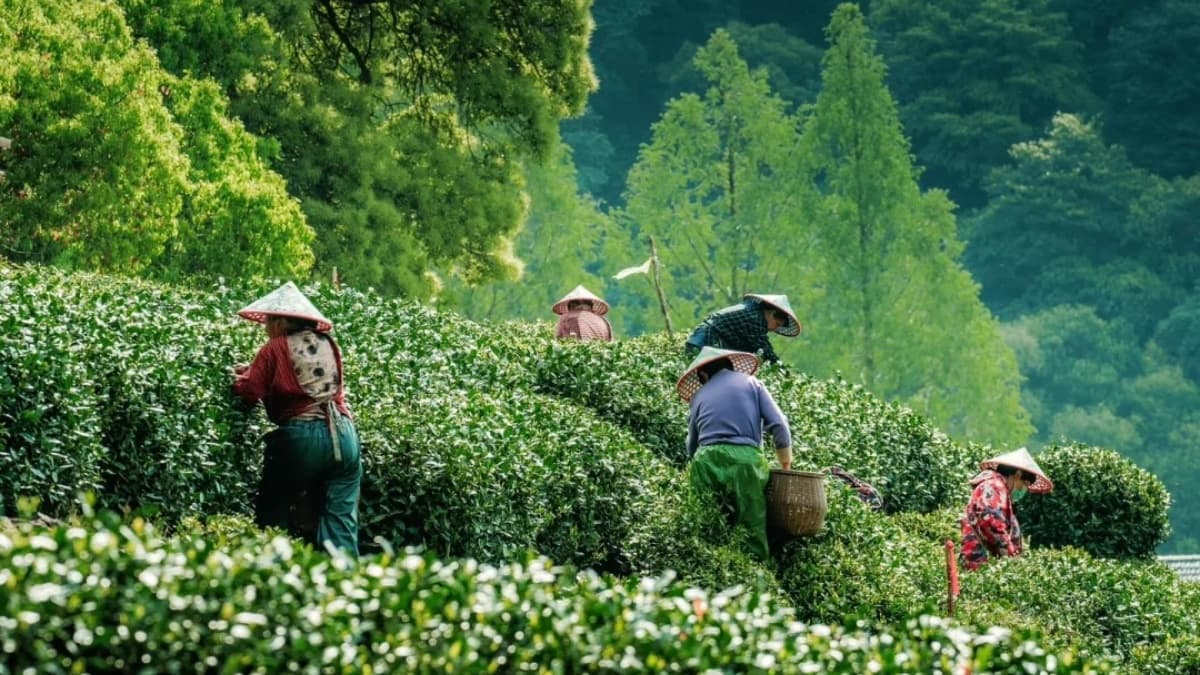 Meijiawu Tea Plantation