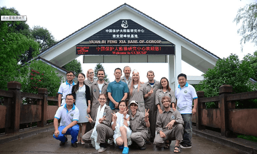 Chengdu Bifengxia panda volunteer Experience
