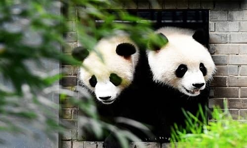 chengdu giant panda base