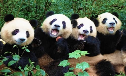 chengdu panda base