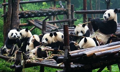 Chengdu Panda Research Base