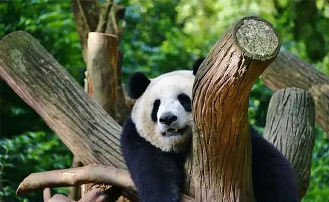2-Day Chengdu Lifestyle Tour: Panda, Culture & Local Experience