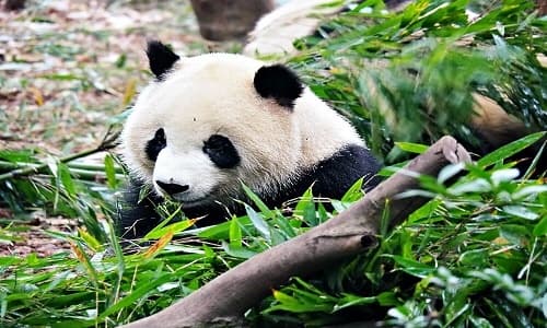 Chengdu Research Base of Giant Panda Breeding