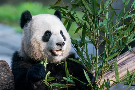 Travel Guide to Chengdu Wolong