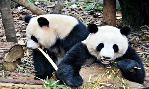 Two pandas eating bamboo in Chengdu Panda Base