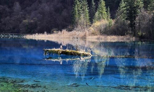 Sichuan Jiuzhaigou pool log pines