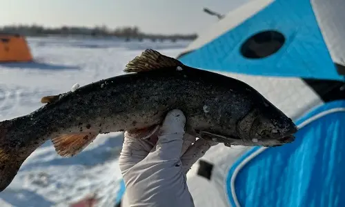Ice Fishing on Songhua River ( 3-Hour Experience )