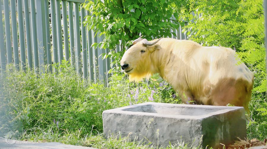 Qinling Four Rare Animals Science Park