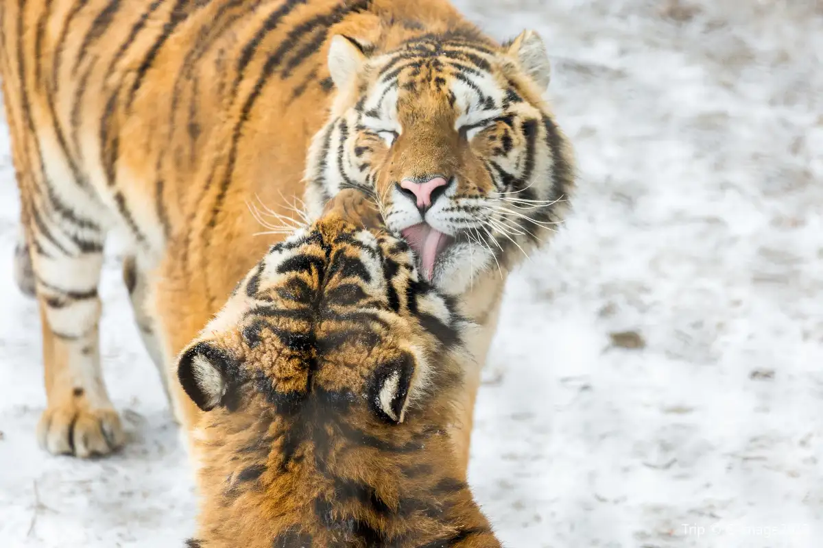 Siberian Tiger Park