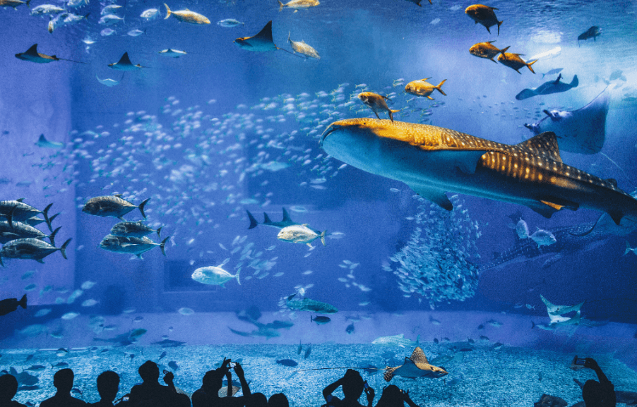 Sea World