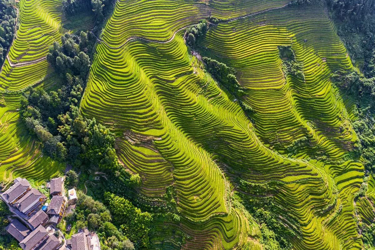 Enjoy the Breathtaking Guilin Day Tour to Longji Rice Terraces & Vibrant Minority Village