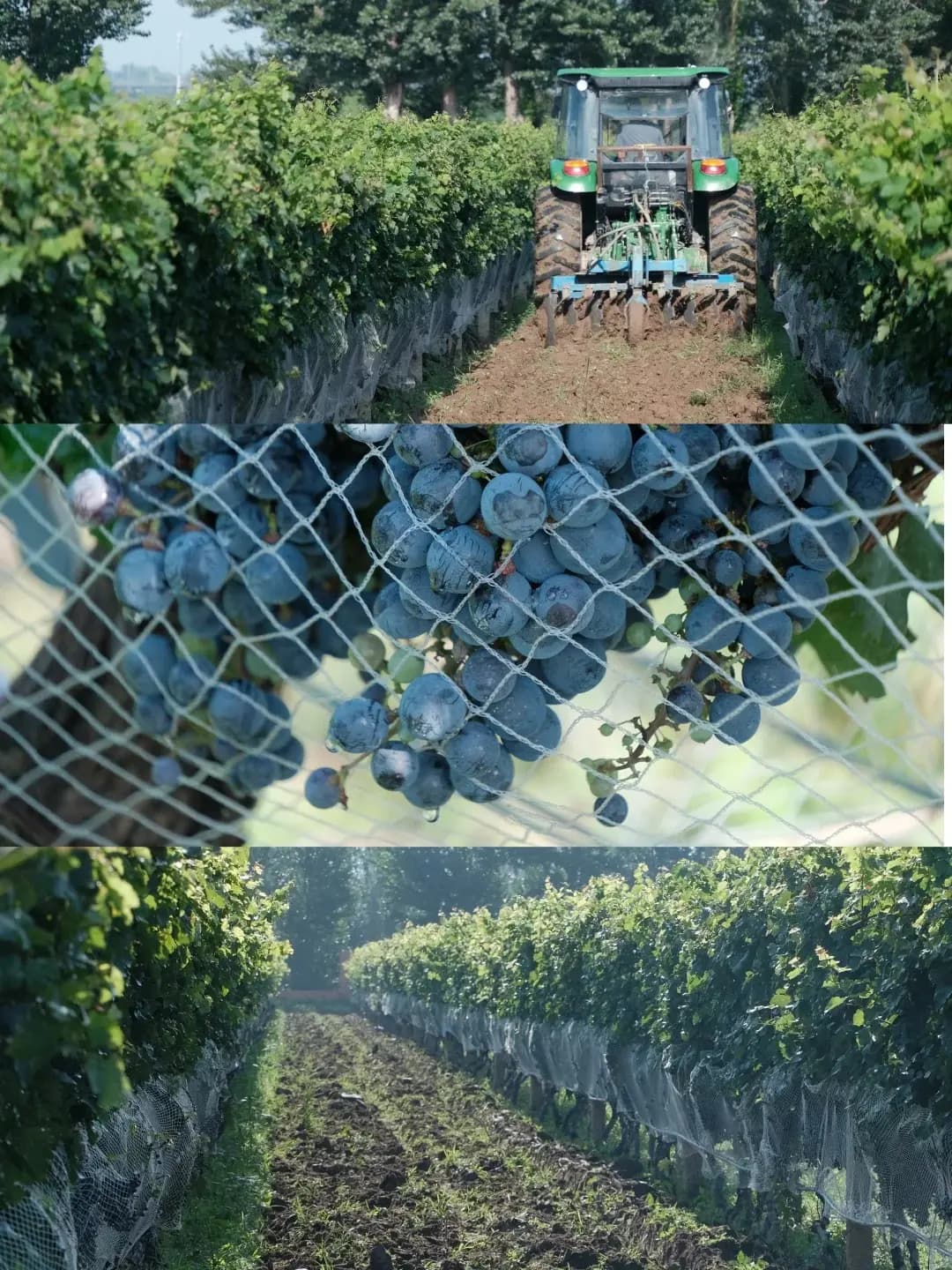 wine beijing two