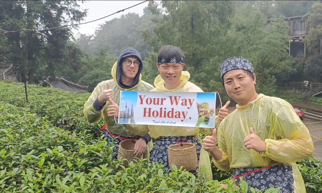 Qingcheng Mountain Tea Picking Experience