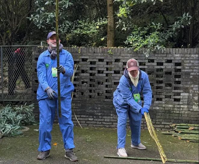 Panda Keeper Volunteer Experience