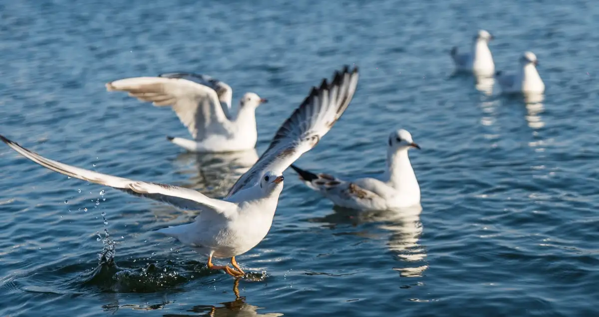 Migratory Bird Observation Experience