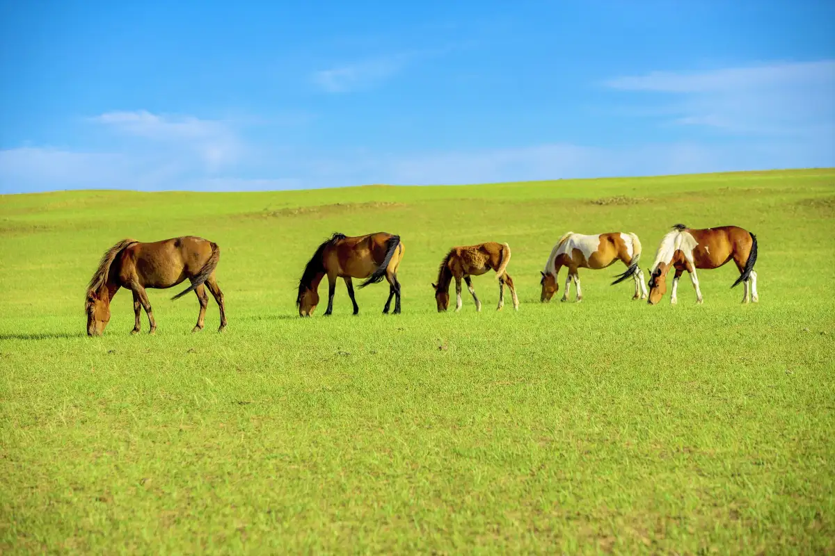 Grassland Walk & Herd Return Observation
