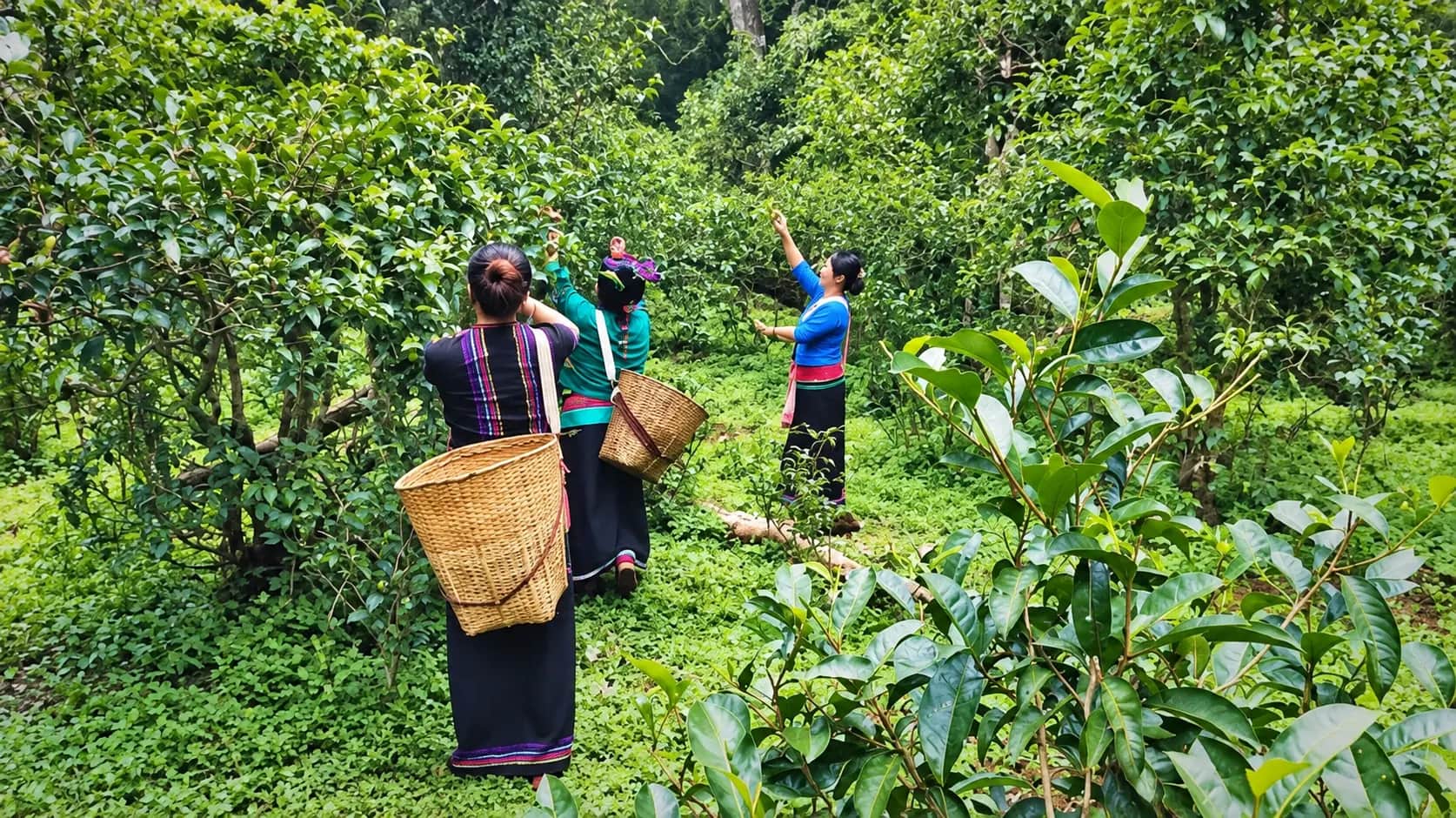 6 Days Yunnan China Tour: Xishuangbanna Wild Elephants & Pu'er Ancient Tea Forests