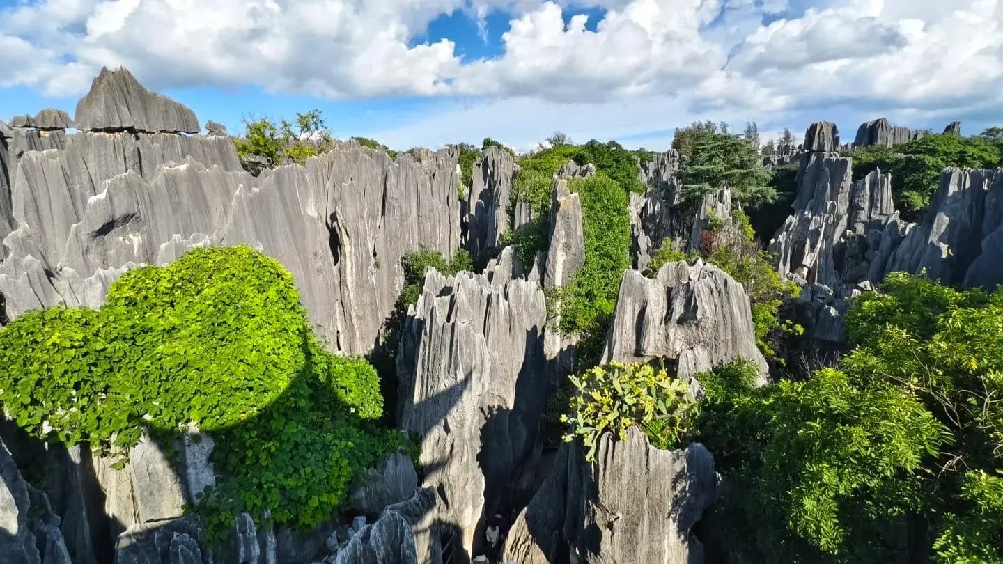 Major Stone Forest