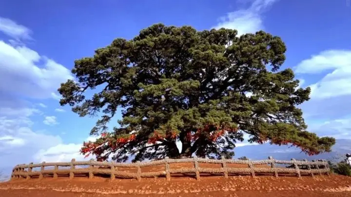 Thousand-Year-Old Dragon Tree