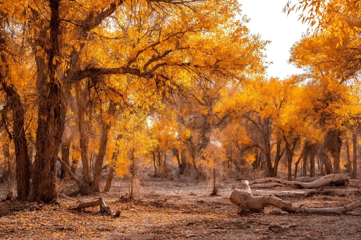 7-Day Xinjiang Discovery Tour Through Poplar Euphratica Forests, Canyons and Grasslands