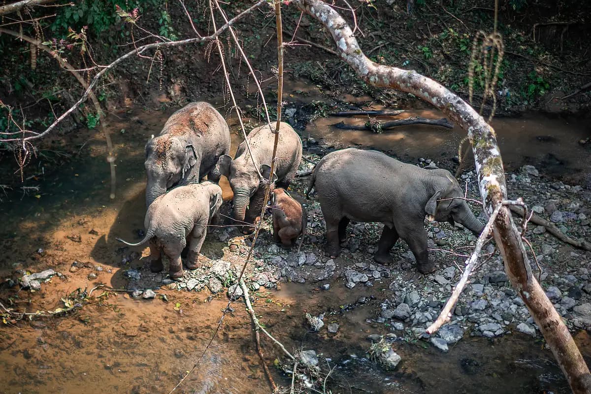 Wild Elephant Valley