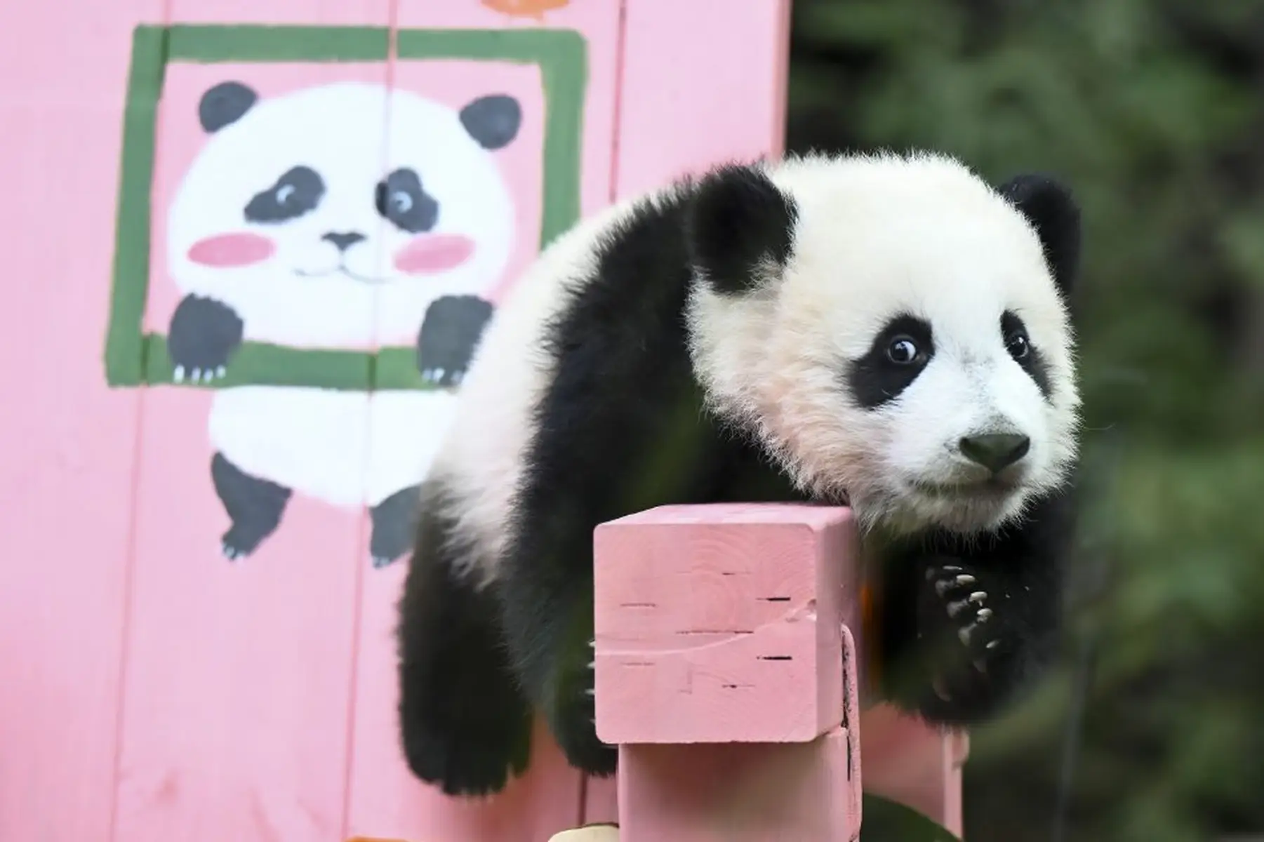Guangzhou Chimelong Safari Park: Full-Day Wildlife Adventure