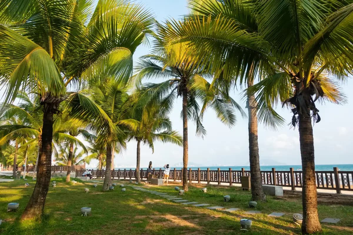 Coconut Dream Corridor Sunset