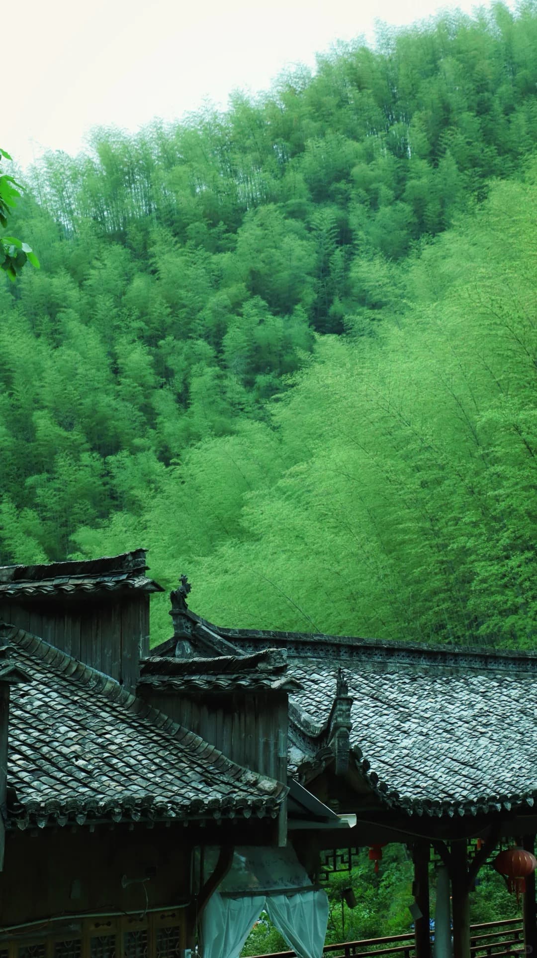 Mukeng Bamboo Forest Visit