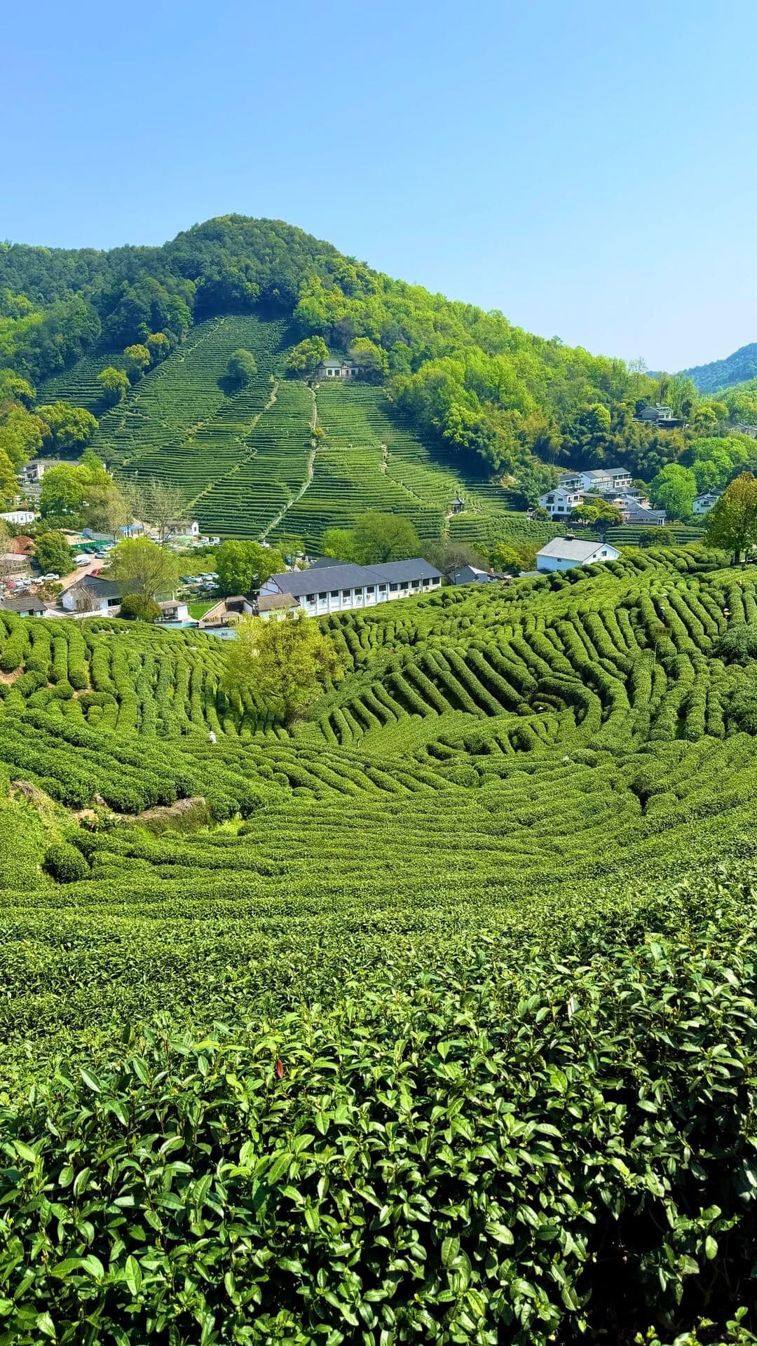 hangzhou longjing (2)