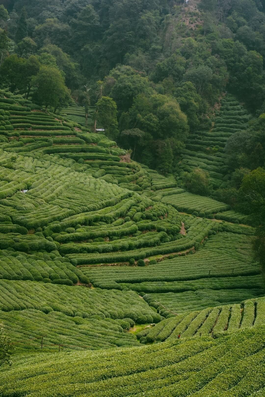 Shanghai to Hangzhou Day Trip: West Lake & Longjing Tea Culture Experience