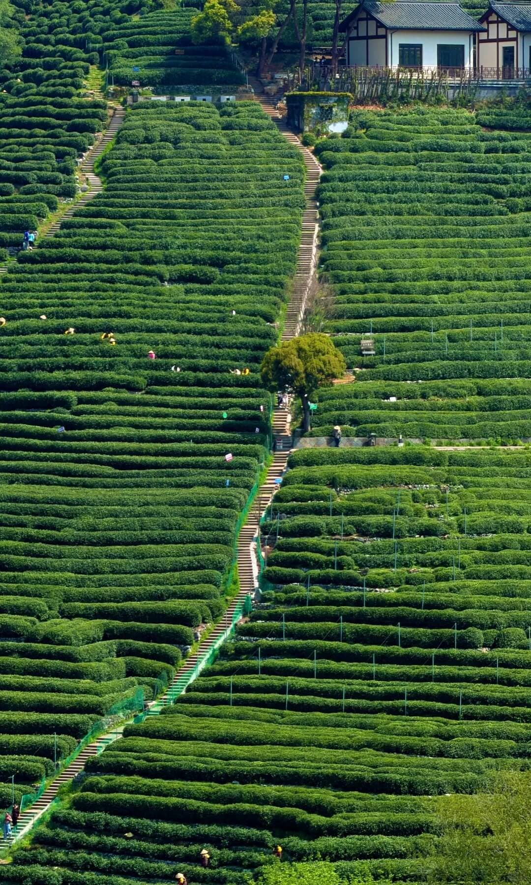 hangzhou longjing (3)