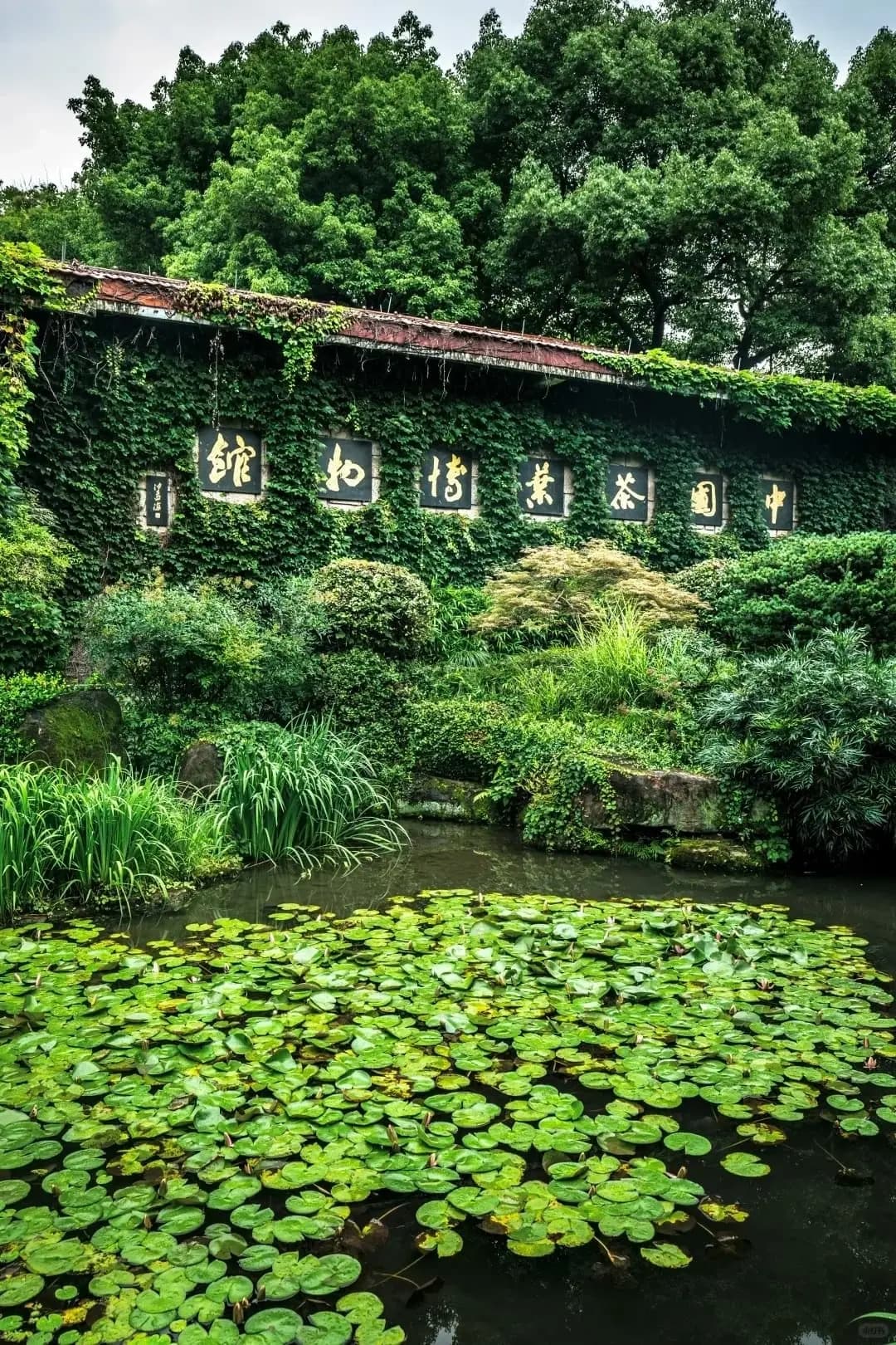 hangzhou china national tea museum (2)