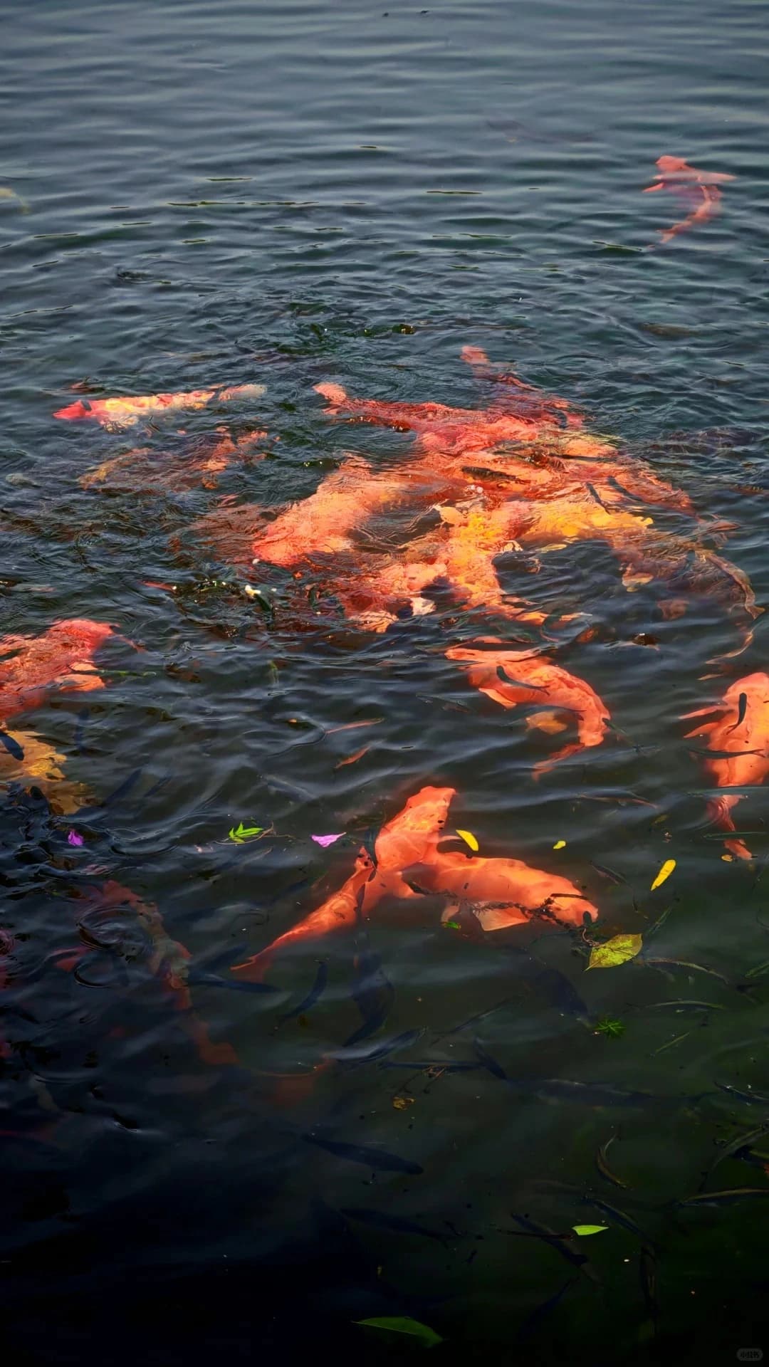 Viewing Fish at Flower Pond