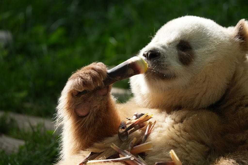 Unveiling Qinling Mountains: Xi’an Giant Panda Day Tour with Wildlife & Cultural Heritage