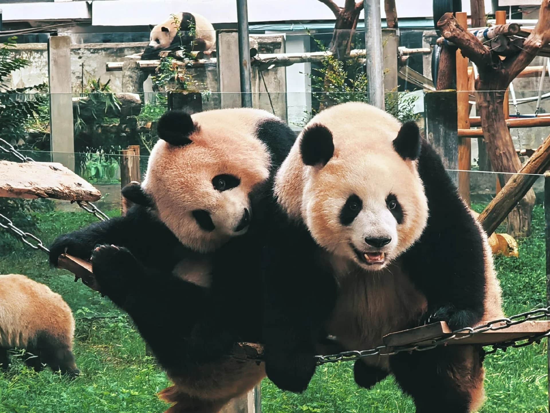 1-Day Chongqing Modern Culture Tour: Street Art, Tea House, Pandas & Skyline
