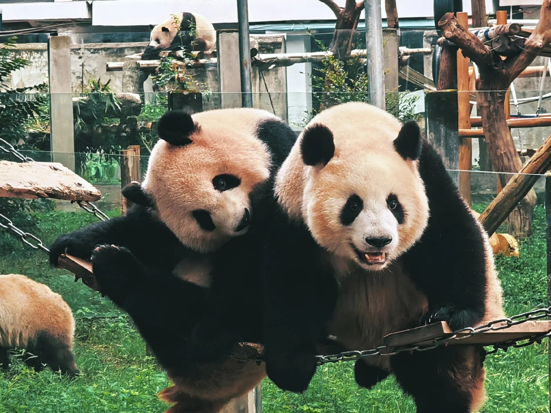 1-Day Chongqing Modern Culture Tour: Street Art, Tea House, Pandas & Skyline