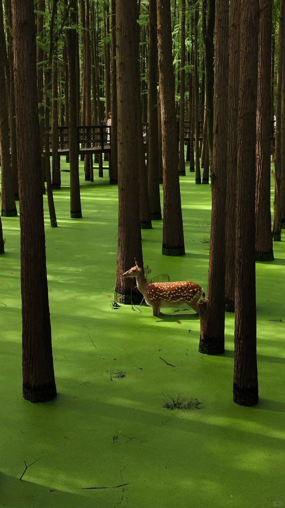 1-Day Hangzhou Qingshan Lake Nature Escape: Water Forest & Eco Experience