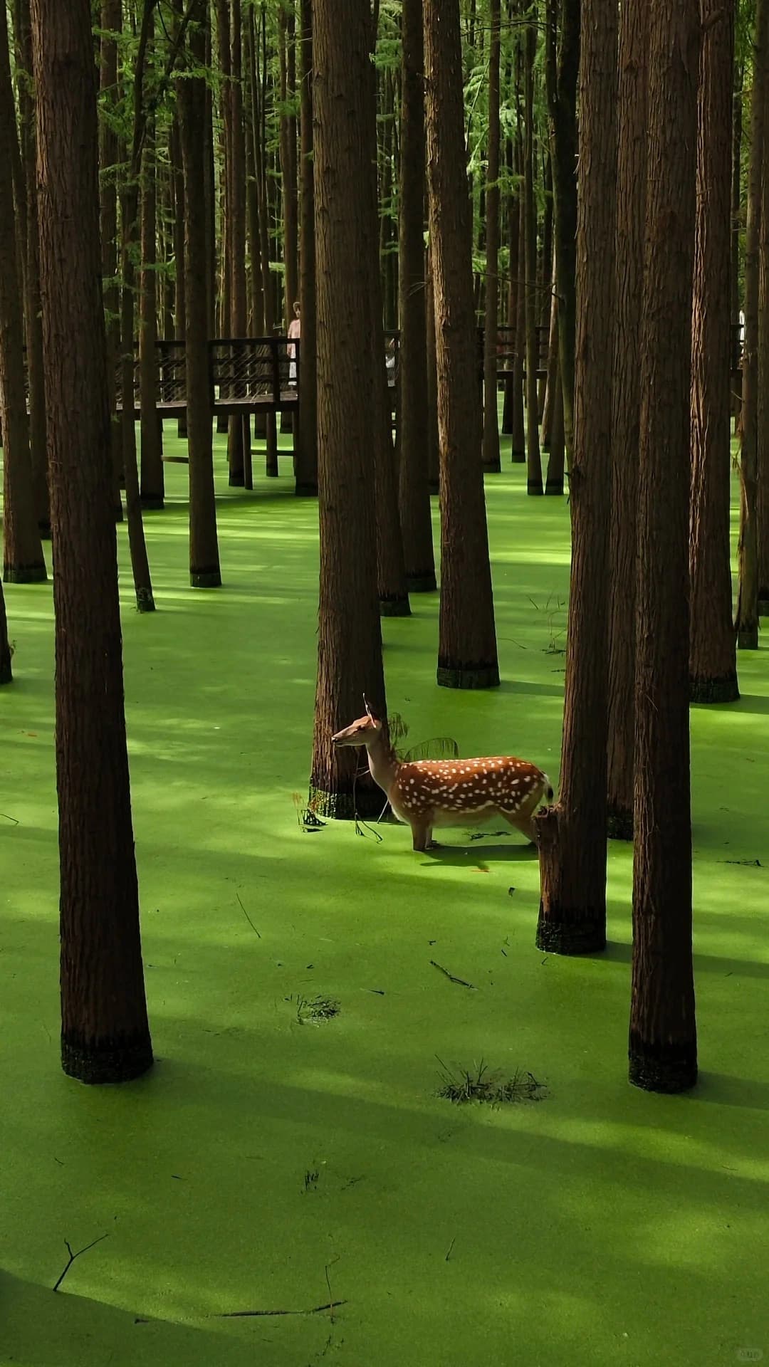 1-Day Hangzhou Qingshan Lake Nature Escape: Water Forest & Eco Experience