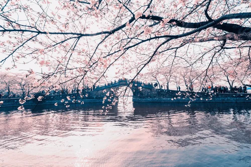 Wuxi Private Tour from Suzhou: A Journey to Lingshan Buddha & Taihu Lake Beauty